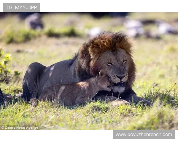 马来西亚云顶世界狮王：狮王主题酒店的豪华住宿体验与特色服务详解
